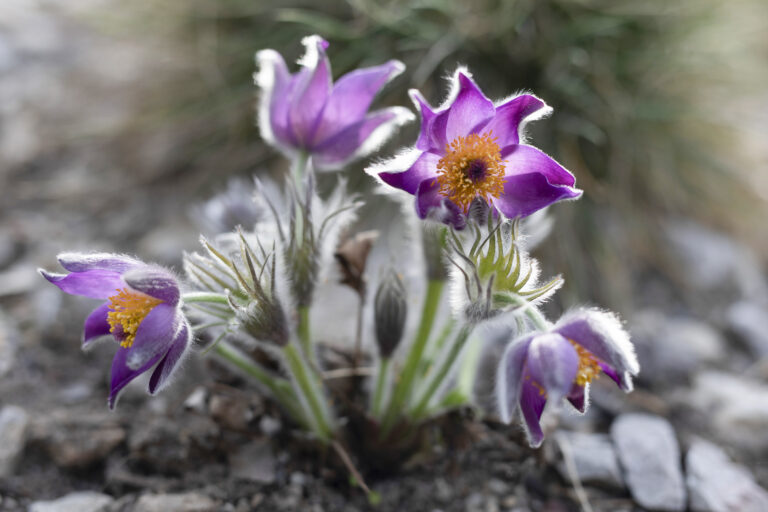 Botanická zahrada v Troji rozkvétá