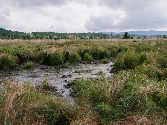 Revitalizace rašelinišť a mokřadů v NP Šumava