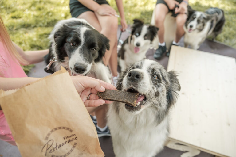 POP UP Dogs & Friends v Holešovické tržnici