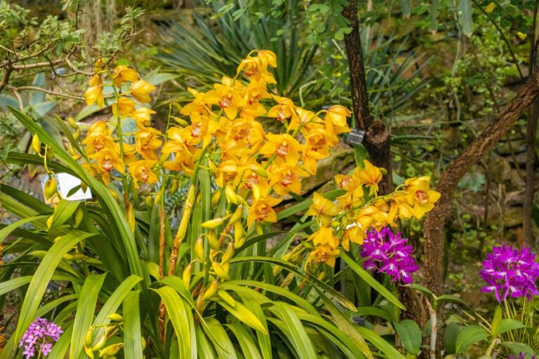 Výstava orchidejí začíná již za týden