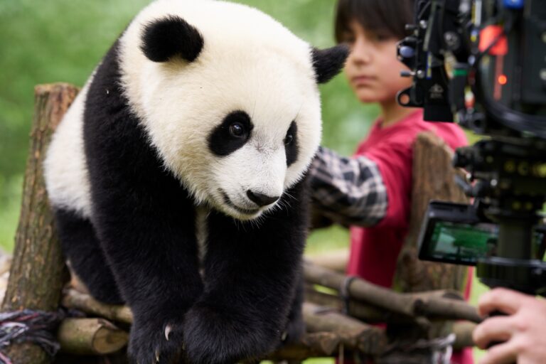 Film „Panda a já“ je plný opravdových citů